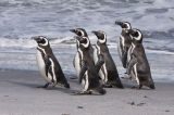 Magellanic Penguins